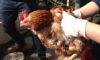2013年に体験した鶏屠殺ワークショップレポートagain
